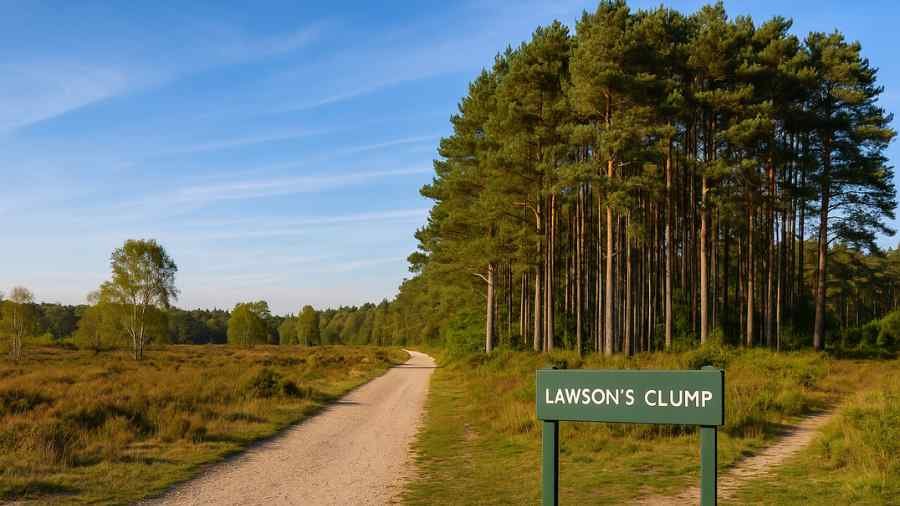 lawsons clump
