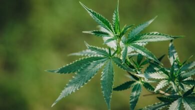 10 Ways Auto-flowering Seeds Differ from Feminised and Regular Seeds